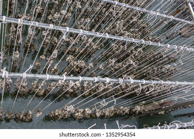 Mussel Farm. Oyster Farms Gulf.Oyster Farm In Eastern Province Of Thailand. Oysters In Containers With Water At Oyster Farm 