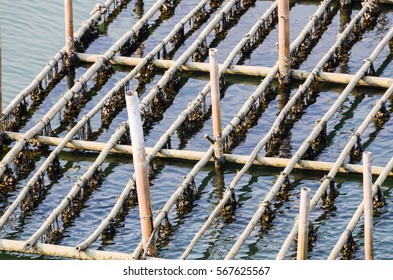 Mussel farming in the sea.