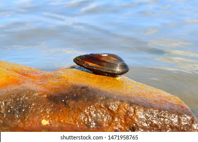 Mussel On Rock On Background Of Water