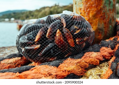 Mussel And Oyster Farm. Nylon Net With Black Mussels.