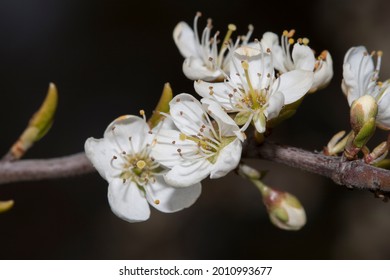 Musselburgh, Scotland April 16th 2021: A Close Up Of The White Flowers Of A Prunus Spinosa, Called Blackthorn Or Sloe, Native To Mostly Europe And Northwestern Asia Used To Make Sloe Gin  