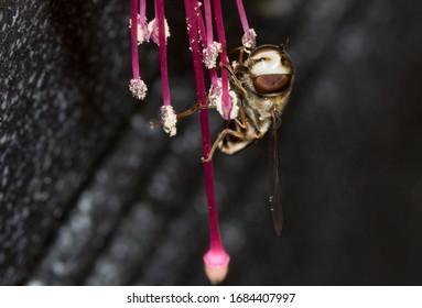 Musselburgh, Scotland, August 9th 2019: A 3/4 Frontal Close Up Of A Pied Hoverfly ,Scaeva Pyrastri On A Fuchsia Flower A Frequent Migrant To The U.K. In Variable Numbers, Found From April To September