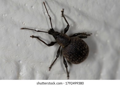 Musselburgh, Scotland June 21st 2020: A 3/4 Top Down View Of A Otiorhynchus Armadillo A Species Of Broad Nosed Weevil, Present In A Number Of European Countries And Considered An Agricultural Pest.