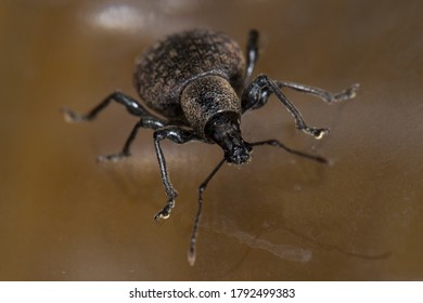 Musselburgh, Scotland June 21st 2020: A Frontal View, Showing The Lack Tooth On The Front Femurs, Of A Otiorhynchus Armadillo A Species Of Broad Nosed Weevil That Is Considered An Agricultural Pest.