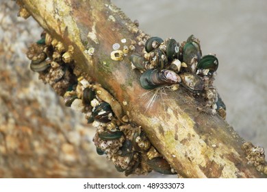 Mussels