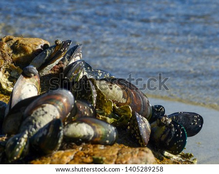 Mussels, Large New Zealand Green Lipped Mussels growing on beach rock on the sea shore in Abel Tasman National Park in New Zealand. Wild Ocean Mussels, growing naturally, coastal nature, shellfish