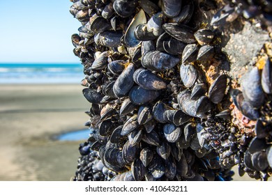 Mussels in New Zealand
