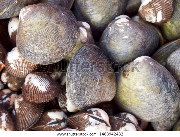 Mussels On Famous Crabb Market Keb Stock Image Download Now