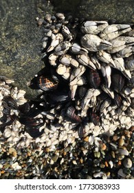 Mussels On Rock At Bandon South Jetty Park