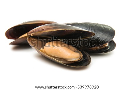 mussels on a white background