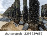 mussels on a wooden groyne on the beach in Vlissingen, Zeeland, Netherlands