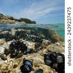 Mussels in the sea on a rocky shore seen from water surface, split view over and underwater, Atlantic ocean, natural scene, Spain, Galicia, Rias Baixas