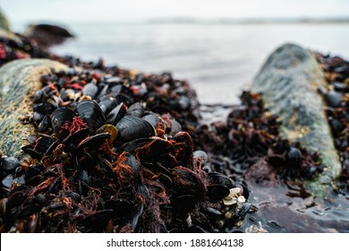 Mussels and seaweed grow on a rock. Red sea plants. Close-up water background. Rock texture  - Powered by Shutterstock