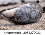 Mussels shell on the sandy beach. Close-up, macro