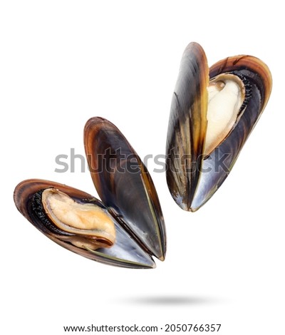 Mussels in shells close-up falling on a white background, mussels levitating. Isolated