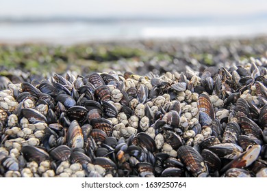 Mussels in a tide pool at low tide overlooking the ocean at Swami's Beach in Encinitas California