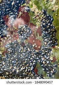 Mussels In A Tide Pool In Maine