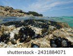 Mussels underwater on a rock on the sea shore, natural scene, Atlantic ocean, split view over and under water surface, Spain, Galicia, Rias Baixas