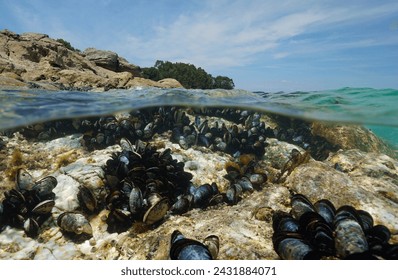 Mussels underwater on a rock on the sea shore, natural scene, Atlantic ocean, split view over and under water surface, Spain, Galicia, Rias Baixas