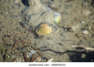 Mussels In The Wadden Sea