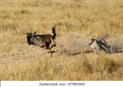 Mussiara Cheetah Chasing A Wildebeest