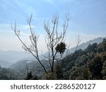 Mussoorie is a picturesque hill station located in the northern Indian state of Uttarakhand. It is known for its stunning natural beauty, including the snow-capped Himalayan peaks, lush green valleys,