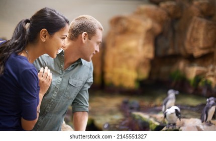 Must love birds. A couple viewing a penguin attraction. - Powered by Shutterstock