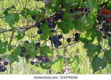 Mustang Grapes, Texas' wild grapes. They make the best homemade wine you have ever tasted!