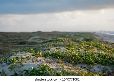 Mustang Island On The Texas Coast