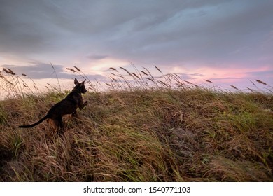 Mustang Island On The Texas Coast