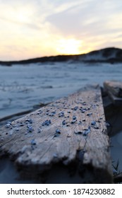 Mustang Island At The Texas Coast