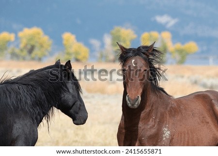 Mustangs in high desert in Nevada, USA (Washoe Lake), featuring bay color and black color horses interacting 