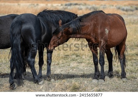 Mustangs in high desert in Nevada, USA (Washoe Lake), featuring bay color and black color horses interacting and sniffing one another