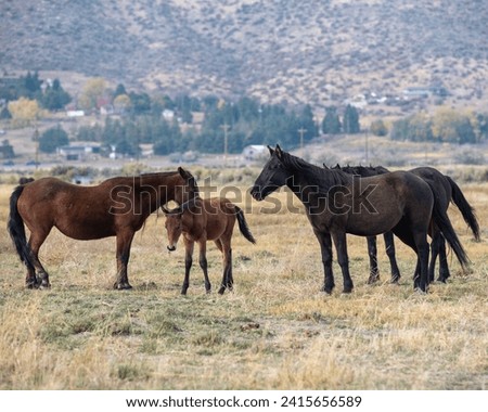 Mustangs in high desert in Nevada, USA (Washoe Lake), featuring a family of bay and black horses