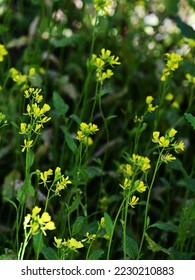 Mustard (Brassica nigra) plants with yellow flowers and raw fruits. - Shutterstock ID 2230210883