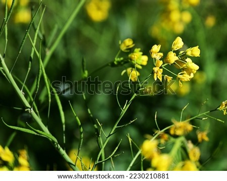 Mustard (Brassica nigra) plants with yellow flowers and raw fruits.