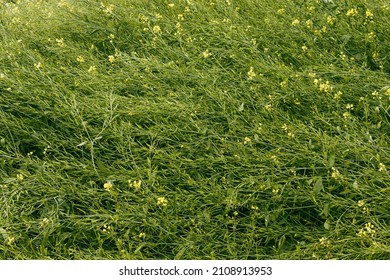 Mustard Field, Agriculture Landscape And Depthfield 