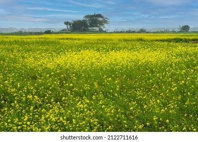 A Mustard Field In Bangladesh. Scattered Cloud With Blue Sky Behind At The Background Makes The Pretty Scenery. 