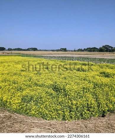 A mustard field full of mustard flowers