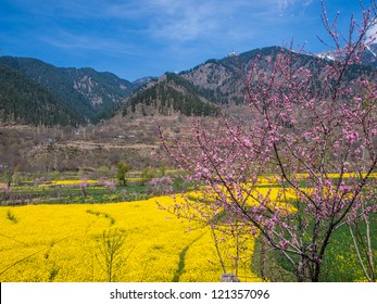 Mustard Field In Kashmir, India