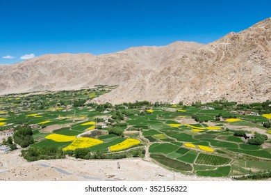 Mustard Field In Leh Ladakh,India.