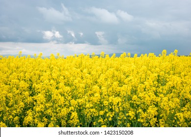Mustard field on the background of cloudy sky