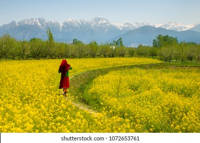 Mustard field in Pahalgam Kashmir India . A Muslim Kashmiri girl or Indian girl walking in the mustard field isolated on snow hill background. - Powered by Shutterstock