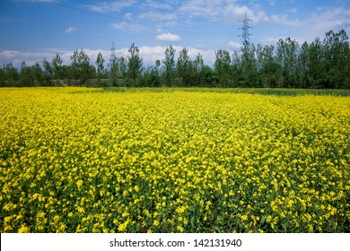 Mustard Field, Srinagar, Kashmir,india