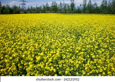 Mustard Field, Srinagar, Kashmir,india