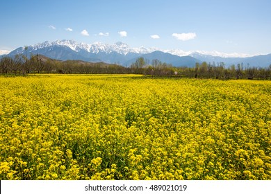 Mustard Field, Srinagar, Kashmir,india