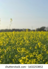 Mustard Field Yellow Flowering During The Evening With Proper Blue Sky And Green And Yellow Abstract Of The Farm