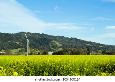 Mustard Fields In Healdsburg, California