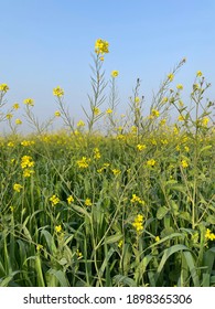 Mustard Fields In Punjab Green Nature