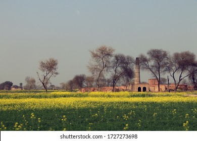 Mustard Fields In Sahiwal,Punjab Pakistan